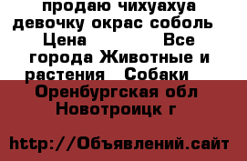 продаю чихуахуа девочку,окрас соболь › Цена ­ 25 000 - Все города Животные и растения » Собаки   . Оренбургская обл.,Новотроицк г.